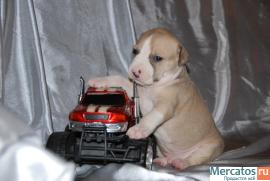 Щенки американского стаффордщирского терьера 2