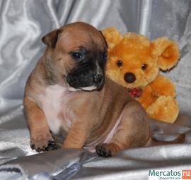 Щенки американского стаффордщирского терьера 6