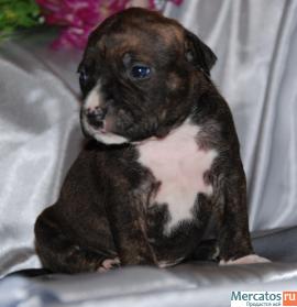 Щенки американского стаффордщирского терьера 7