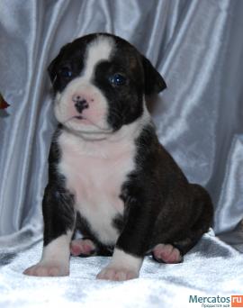 Щенки американского стаффордщирского терьера 8