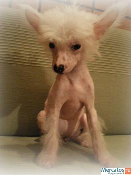 Китайская Хохлатая миниатюрная голая девочка(док.РКФ) 3