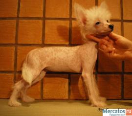 Китайская Хохлатая миниатюрная голая девочка(док.РКФ) 4