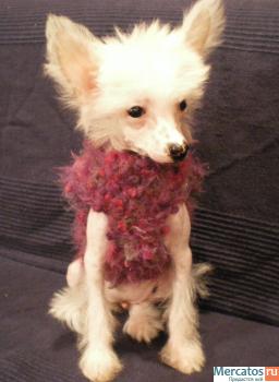 Китайская Хохлатая миниатюрная голая девочка(док.РКФ) 5