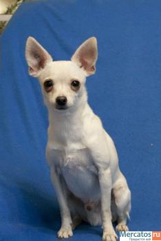 Той терьер кобели для вязки 2