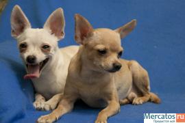 Той терьер кобели для вязки 3