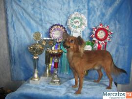 Той терьер кобели для вязки 4