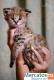 Домашний Сервал ( Serval, сервал, котята)