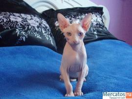 "КАНАДСКИЙ ДУЭТ"