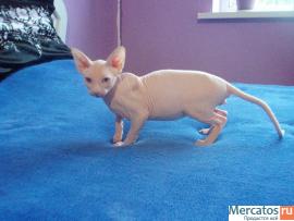 "КАНАДСКИЙ ДУЭТ" 2