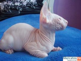 "КАНАДСКИЙ ДУЭТ" 3