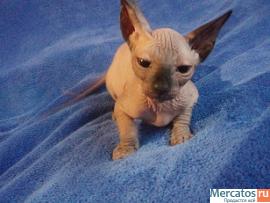 "КАНАДСКИЙ ДУЭТ" 4