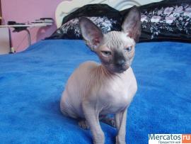 "КАНАДСКИЙ ДУЭТ" 5