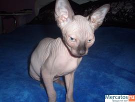 "КАНАДСКИЙ ДУЭТ" 6