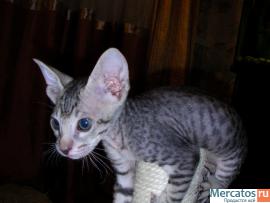котята петербургские сфинксы 2