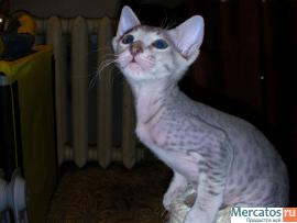 котята петербургские сфинксы 3