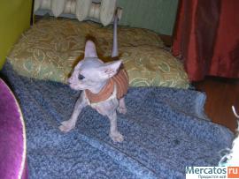 котята петербургские сфинксы 4