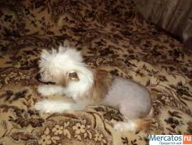 Щенки китайской хохлатой