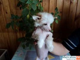 Щенки китайской хохлатой 2