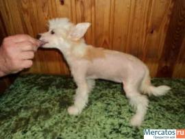 Щенки китайской хохлатой 3