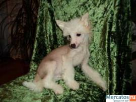 Щенки китайской хохлатой 4