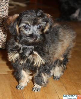 Щенки Петербургской орхидеи