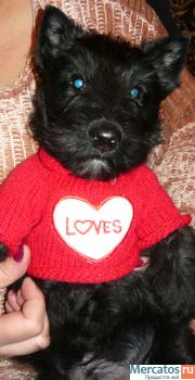 Щенки скотч терьера