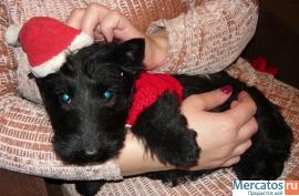 Щенки скотч терьера 2