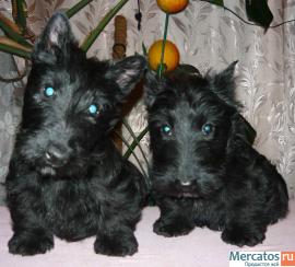 Щенки скотч терьера 3