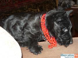 Щенки скотч терьера 4