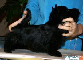 Щенки скотч терьера 5