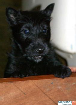 Щенки скотч терьера 6