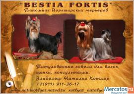 Йоркширские терьеры приглашают на вязки.