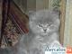 котенок-"медвежонок-голубое облачко