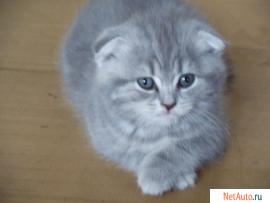 котята-"медвежата"