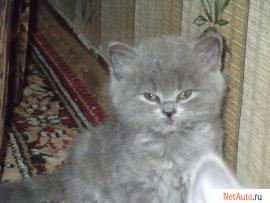 котенок-"медвежонок-голубое облачко