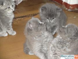 котенок-"медвежонок-голубое облачко 4