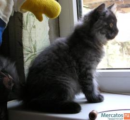 котенок - князь серебряный 5