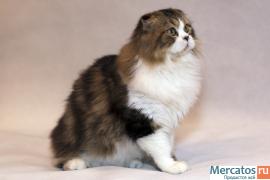 Хайленд фолд 2