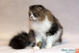 Хайленд фолд 3