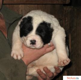 Щенки алабая,среднеазиатской овчарки от чемпионов