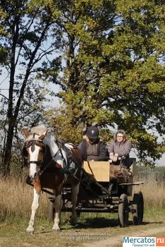 Обучение верховой езде, катание на лошадях, пронулки на лошадях 3