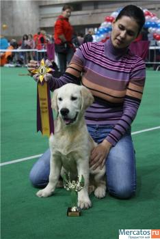 Предлагается последний щенок Голдена (Золотистого) ретривера!