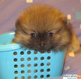 Пушистые шарики