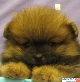 Пушистые шарики 3