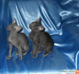 Котенок Петербургский сфинкс 4