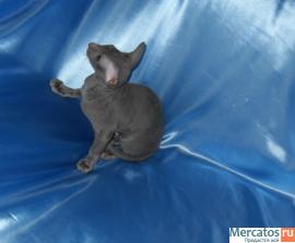 Котенок Петербургский сфинкс 5