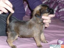 Продаются щенки Брюссельского гриффона 4