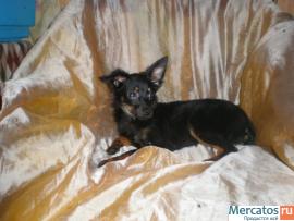 Той-терьер щенок мальчик