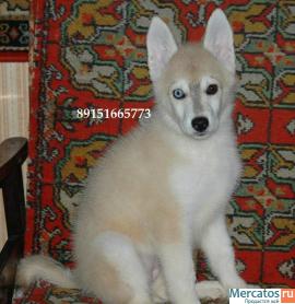 хаски недорого 2