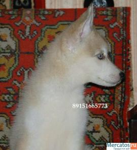 хаски недорого